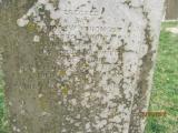image of grave number 778386